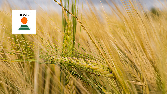 Close-up of golden agricultural crops in a field, representing KWS SAAT SE & Co. KGaA’s use of VeoMark® security labels and RFID tags to protect their premium seeds from counterfeiting. Integrated with the SCRIBOS 360 digital platform, this solution enables precise tracking of seed bag authenticity and distribution, while supporting KWS’s incentive programs for dealers and suppliers.